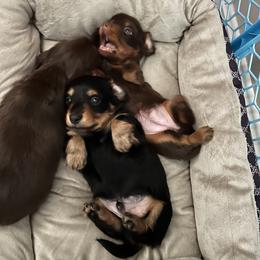 Belgian Malinois, Dachshund, and Dutch Shepherd Puppies from Paws Laws k9