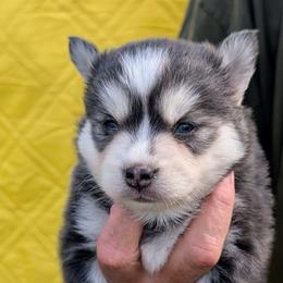 Misty (blue)- 2300 - Blue female Pomsky puppy in Spring Hill, Florida from www.PuppyTimeEmporium.com