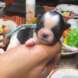 Jollie Abbey - Black and white female Shih Tzu puppy in West Helena, Arkansas from Chateau Shih Tzus