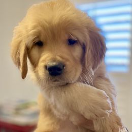 Golden Retriever Puppies from Rainy Day Goldens