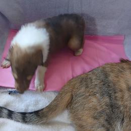 Cinnamin - Sable and white female Collie puppy in St Stephens, Wyoming from Desert Kennels