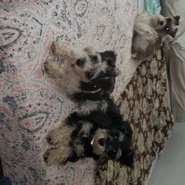 Miniature Schnauzers from Miss M's Mini Schnauzers