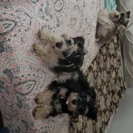 Miniature Schnauzers from Miss M's Mini Schnauzers