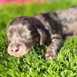 Matteo - Dapple male Dachshund puppy in Chelsea, Oklahoma from Elite Puppies of Oklahoma, LLC