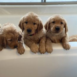 Golden Retriever Puppies from Rainy Day Goldens
