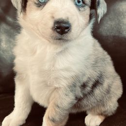 Bell - Blue merle female Miniature Australian Shepherd puppy in Sulphur, Oklahoma from Barnyard Aussies