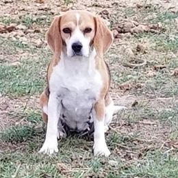 Beagles from Sage Hill Kennels