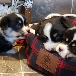 Pembroke Welsh Corgi Puppies from The Clever Corgi