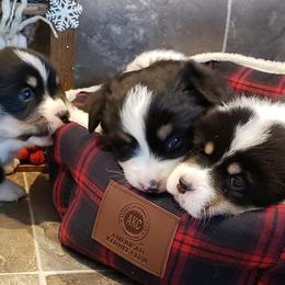 Pembroke Welsh Corgi Puppies from The Clever Corgi