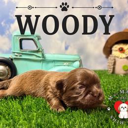 Woody - Liver male Shih Tzu puppy in Hanford, California from MeMaw Shih Tzus