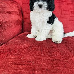 Cavapoo Puppies from Hales Wagging Tails