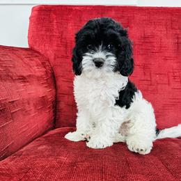 Cavapoo Puppies from Hales Wagging Tails