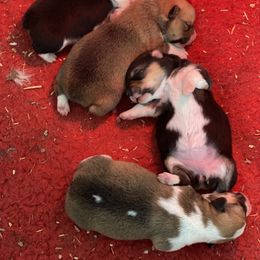 Pembroke Welsh Corgi Puppies from Ayers Acres Corgis