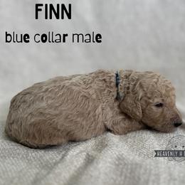 Finn - Apricot male Goldendoodle puppy in Inez, Texas from Heavenly H Doodles