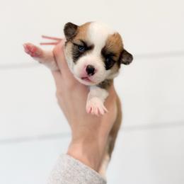 Cheshire Cat - Purple - Red female Pembroke Welsh Corgi puppy in Milan, Georgia from Williams’ Welsh Corgis LLC
