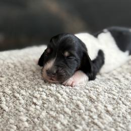 Toulouse - Piebald male Dachshund puppy in Vancouver, Washington from Cascade Minis
