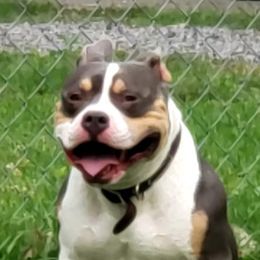 American Bullies from Freak"E" kennels