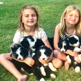 Assorted Doodle Crosses, Bernedoodle, Goldendoodle, and Sheepadoodle Puppies from Happy Top Doodles