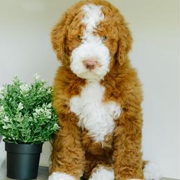 Ron - Red male Bernedoodle puppy in Spanish Fork, Utah from K Brand Doodles