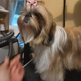 Clover - Shih Tzu
