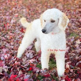 Noella - Poodle