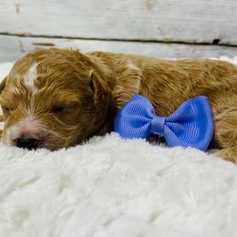 Pheobe. AKC - Parti female Poodle puppy in Nixa, Missouri from Family Poodles
