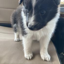 Dumpling - Black and white male Shetland Sheepdog puppy in Commiskey, Indiana from Windy Haven Farm