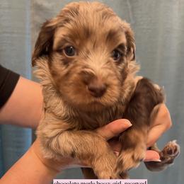 Choc merle - Merle female Goldendoodle puppy in Fairfield, California from Twin Sisters Doodles