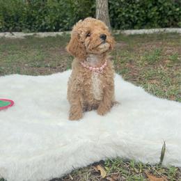 Lily Lilies - Apricot female Poodle puppy in Naples, Florida from Puppies Forever 💙❤️🐶