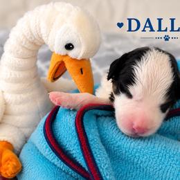 Dallas - Tri-color female Bernedoodle puppy in Sevierville, Tennessee from Candy's Bernedoodles