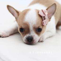 Delilah - Sable spotted white female Chihuahua puppy in Tulsa, Oklahoma from H-3 Chihuahuas