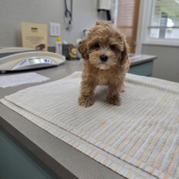 Bagel - Apricot female Maltipoo puppy in Washington from Mt.BakerPoodles&Doodles