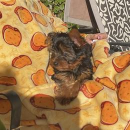 Yorkshire Terrier Puppies from Yorkies of Julington Creek