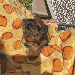 Yorkshire Terrier Puppies from Yorkies of Julington Creek