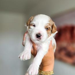 Messi - Parti male Goldendoodle puppy in Moses Lake, Washington from Macy Meadows Doodles
