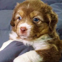 Rosalee - Red tri-color female Miniature American Shepherd puppy in Allentown, Pennsylvania from Great Companions MAS -Pennsylvania