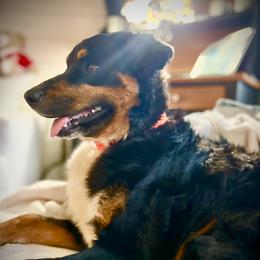 Mattie - Australian Shepherd