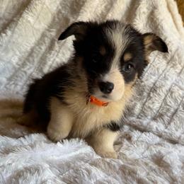 Xabi orange - Black and tan male Pembroke Welsh Corgi puppy in Sanford, Michigan from Tambali Pembroke Welsh Corgis