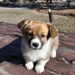 Pembroke Welsh Corgi puppies from Gary's Pembroke Welsh Corgis