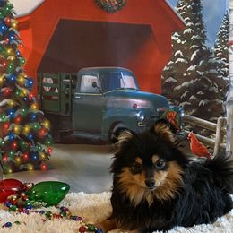Luke - Pomeranian