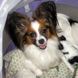 Papillon Puppies from Belladonna Papillons