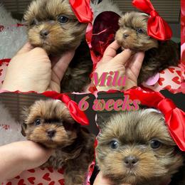 Mila - Liver and white female Shih Tzu puppy in Coolidge, Arizona from Shih Tzu’s  ‘N’ Love