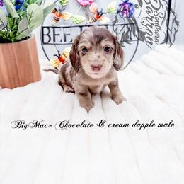 Big Mac - Dapple male Dachshund puppy in Prairieville, Louisiana from Southern Barron Danes & Dachshunds