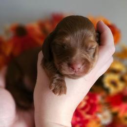 Gompers - Chocolate and tan male Dachshund puppy in Loganville, Georgia from Royal Dackel Haus