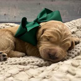 Bougainvillea Bo - Cream male Goldendoodle puppy in The Woodlands, Texas from Gracie's Goldendoodles and Bernedoodles
