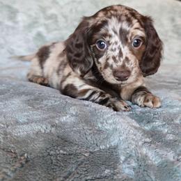 Toffee - Dapple female Dachshund puppy in Tucson, Arizona from Joplin's Hippo House