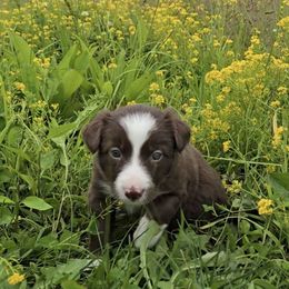 Scarlet - White and red female Border Collie puppy in Owenton, Kentucky from Three16 Ranch