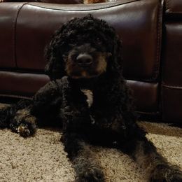 Bernie - Bernedoodle