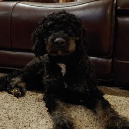 Bernie - Bernedoodle