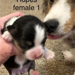 Hopes Female 1 - Black tri female Toy Australian Shepherd puppy in Lame Deer, Montana from Bar M Toy Aussies